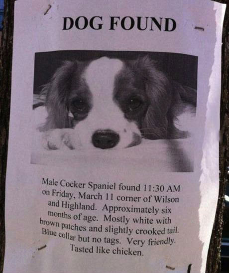dog, lost, sign, escalated