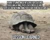 rabbits, dogs, turtles, life span, facts, lesson, lol