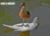duck standing on a swan, like a boss