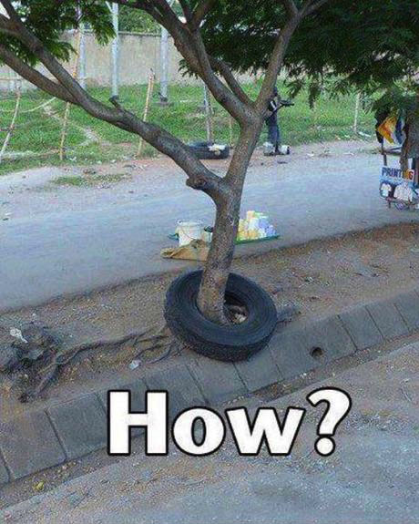 tree, tire, how, meme