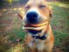 dog, cheese burger, happy