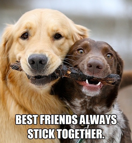  Best Friends always stick together, two dogs holding the same stick in their mouths, meme