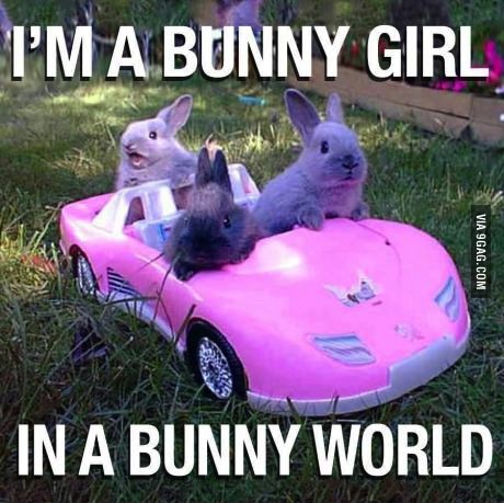 I'm a bunny girl in a bunny world