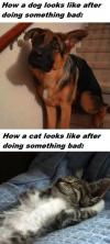 cat, dog, bad, comparison