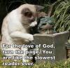 for the love of god turn the page, you are like the slowest reader ever, cat next to statue reading book