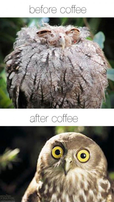 owl, coffee, before, after