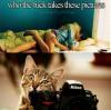 justgirlythings, meme, cat, pictures, photographer