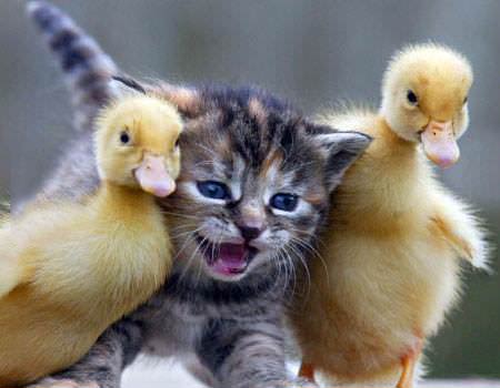 just a kitten surrounded by chicks