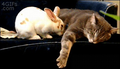 rabbit, cat, jump, lay down, cute, friends