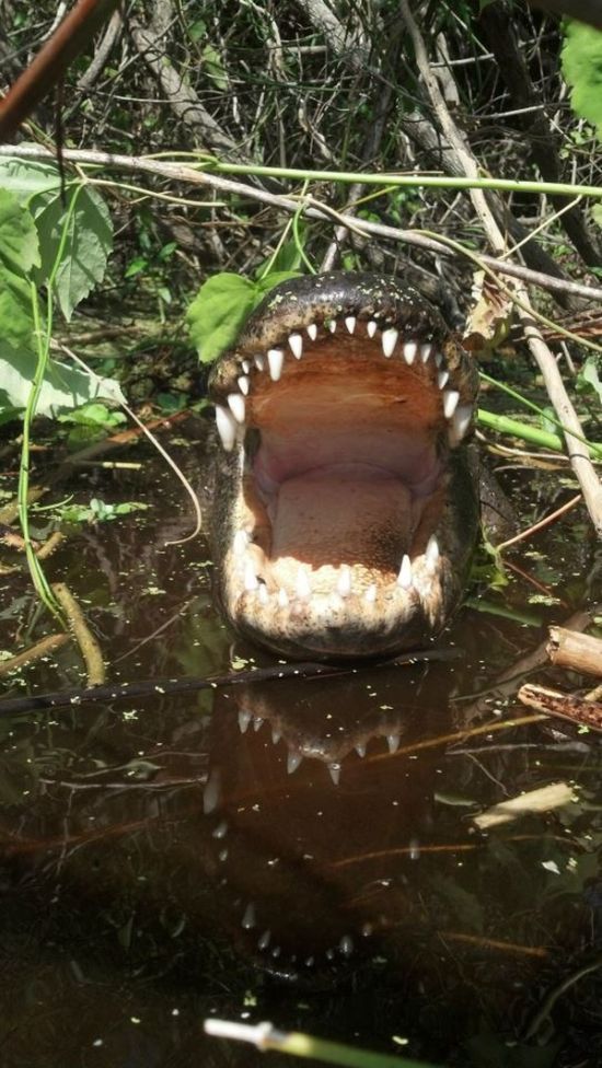 alligator, crocodile, mouth, teeth