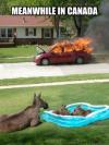 meanwhile in canada, mouse, car, fire, wtf