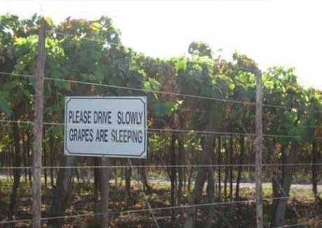 sign, grapes, sleeping, vineyard
