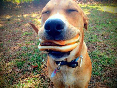 dog, cheese burger, happy