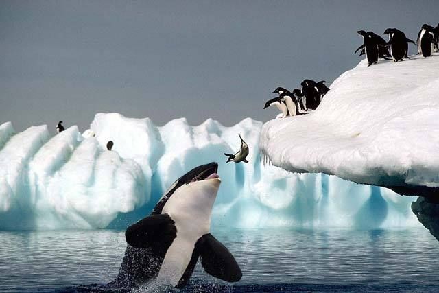 killer whale, penguin, timing, antartica