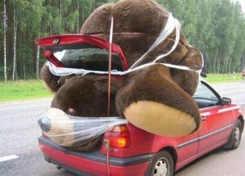 stuffed bear, huge, car, wtf