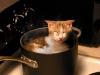 cat chilling in pot on stove, water, wtf