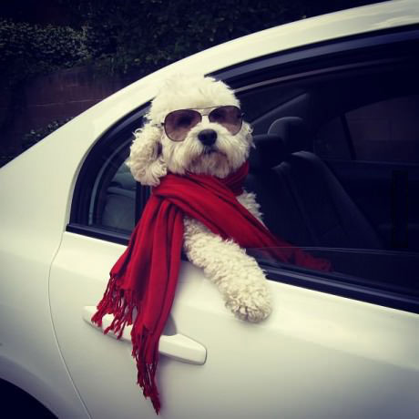dog, class, car, sun glasses, scarf