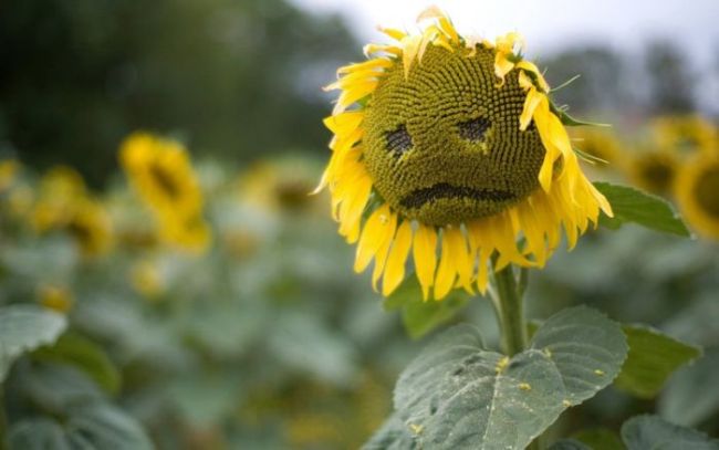 sad, face, sunflower, nature