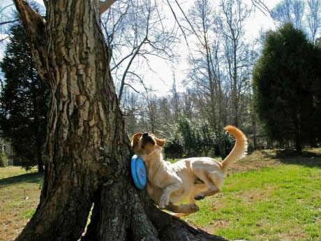dog runs into tree trying to catch frisbee, fail, ouch, timing