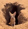 happy fox walking out of his hole
