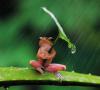 frog, rain, leaf, smart