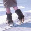shoes, wtf, dogs, boots