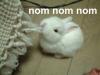 rabbit, carpet, eat, om nom