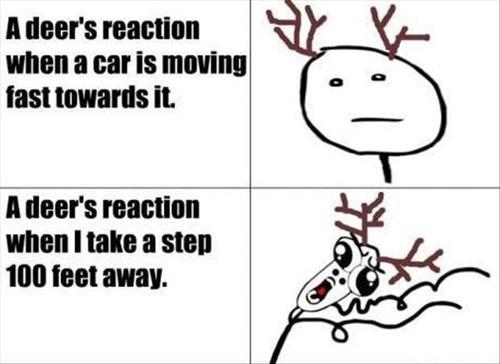 a deer's reaction when a car is moving fast towards it, a deer's reaction when I take a step 100 feet away