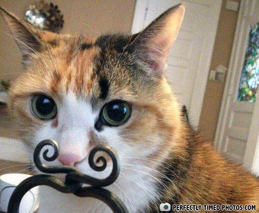 cat, perspective, moustache