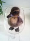 duck, glass, cup, wtf
