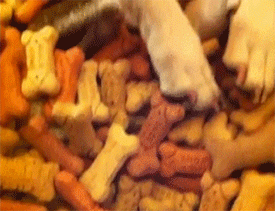 dog happily sleeping covered in treats, happiest dog ever