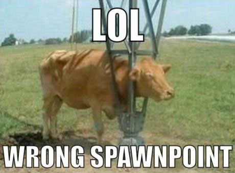 lol wrong spawn point, cow stuck in metal apparatus, meme