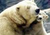 polar bear, cub, mother, cute