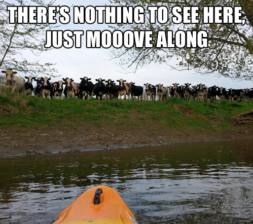 meme, kayak, cows, wtf