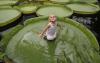 giant, lily pads, kid, cool