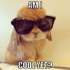 bunny, meme, cool, sun glasses