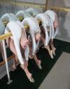 flexible, ballerina, girls
