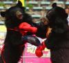 boxing, bears, gloves, wtf