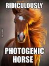 ridiculously photogenic horse, meme