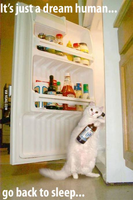cat, beer, fridge, meme