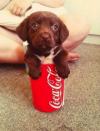 puppy, dog, coca cola, cute