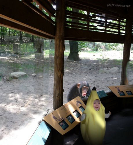 kid, zoo, monkey, banana, costume
