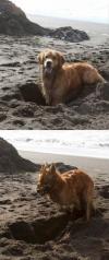 calm and cute dog gets really intense while digging, demonic sand digger dog
