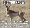 there is a species of antelope capable of jumping higher than the average house, this is due to its powerful hind legs and the fact that the average house cannot jump, did you know