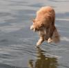 cat, water, tip toe, wtf, timing