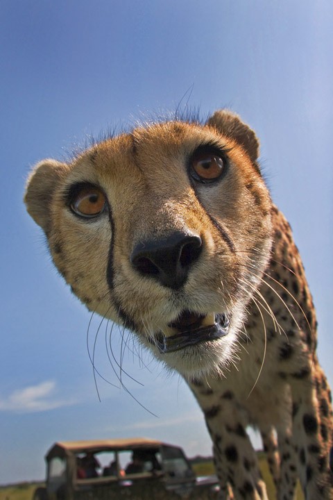 leopard, close up