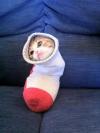 cat, sock, cute