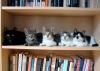 cats in a row on a book shelf