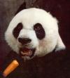 panda, surprise, carrot, mouth open
