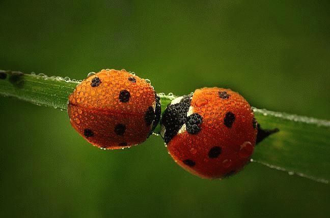 lady bug, leaf